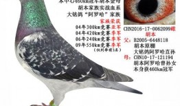 武汉鸽子最新爆料,揭秘城市生活背后的不为人知故事