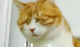 斗鱼大佬爆料视频大全,揭秘直播幕后精彩瞬间