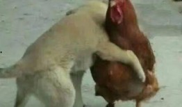 鸡哥最新爆料视频大全下载,揭秘娱乐圈幕后真相