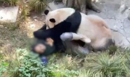 熊猫头狗仔爆料视频大全,视频大全背后的精彩瞬间