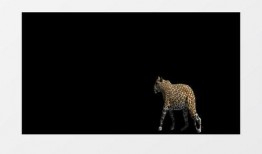 吃瓜动物视频下载安装免费,吃瓜动物视频安装指南