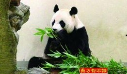 熊猫头狗仔爆料视频大全,视频大全背后的精彩瞬间