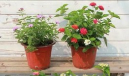 近期视频爆料新闻有哪些