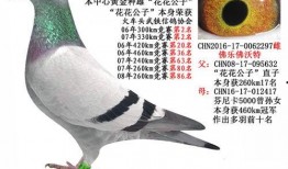 武汉鸽子最新爆料,揭秘城市生活背后的不为人知故事