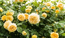 津云新闻爆料电话多少号,揭秘新闻背后的线索与真相