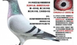 武汉鸽子最新爆料,揭秘城市生活背后的不为人知故事