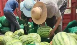 甘肃网红吃瓜事件,揭秘网络舆论的风暴与真相