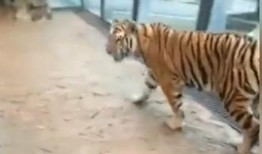 饲养员爆料动物园视频,饲养员爆料真实饲养生活