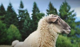 最新吃瓜爆料小羊图片